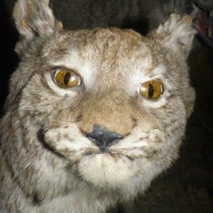 Offic1allynx