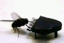 fly playing on the smallest piano